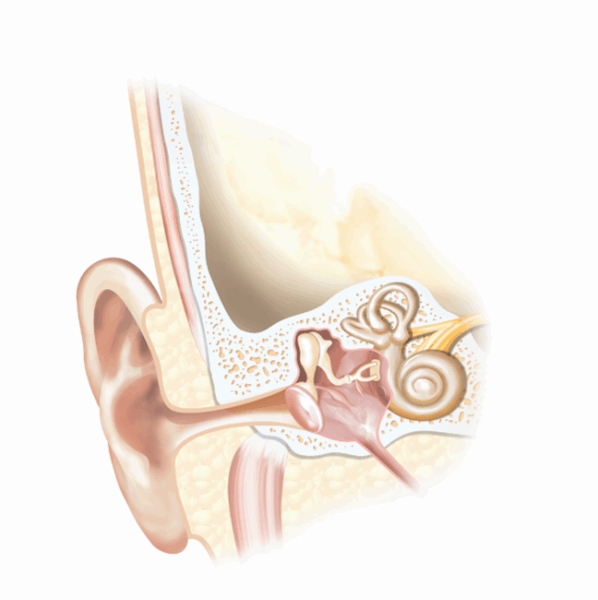 An anatomical drawn image of the ear, showing both internal and external anatomy. 